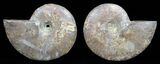 Polished Ammonite Pair - Agatized #56291-1
